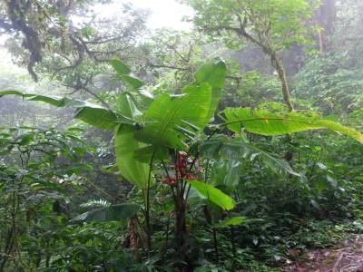 Cloud Forest