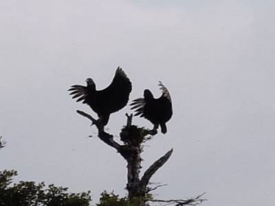 Black vulture