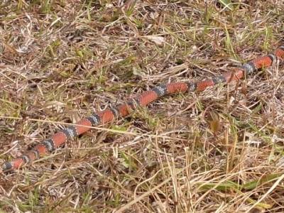Serpent