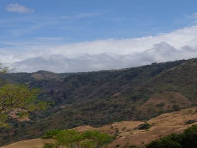 Dry forest