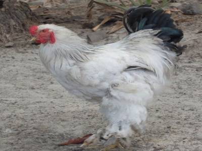 Poule ou coq