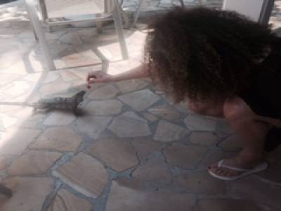 Mon ami lezard