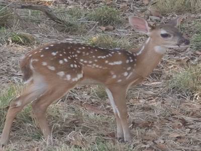Biche