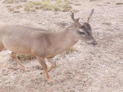 Jeune cerf
