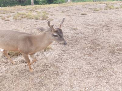 Jeune cerf