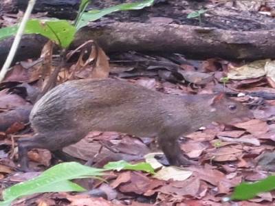 Agouti
