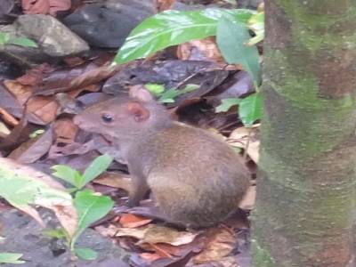 Agouti