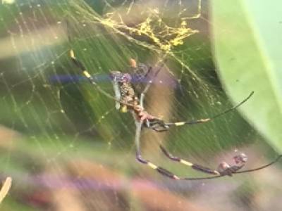 yellow spider