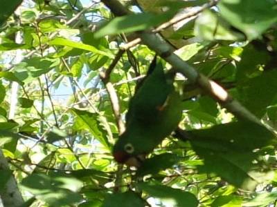 Yellow crowned perrot