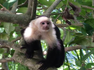 white face monkey