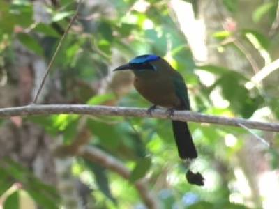 blue crowned motmot