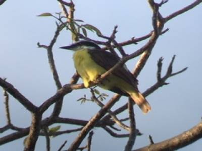 great kiskadee