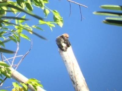 woody wood pecker