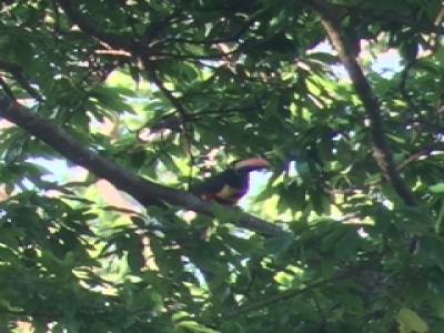 Toucan