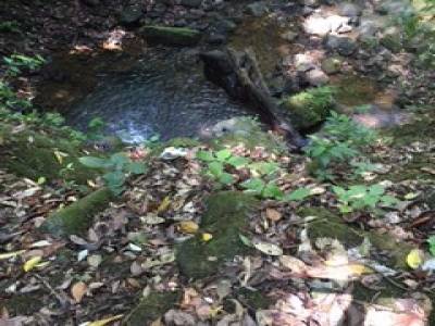 Doudou dans les Waterfalls