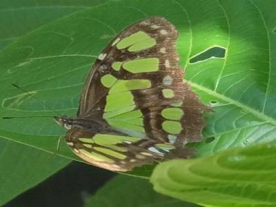 Papillon papillon