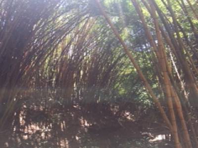Forêt de Bambou