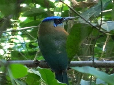 Blue Crowned Motmot