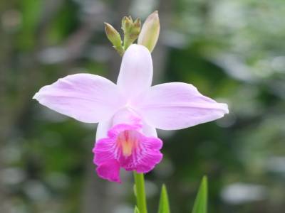 Orchidée