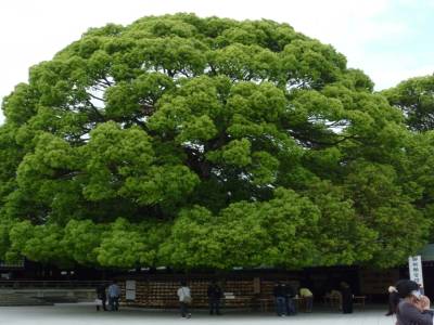 Parc Yoyogi