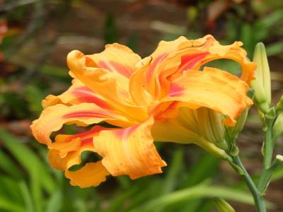 Orchidée