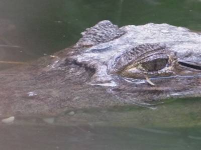 Crocodile