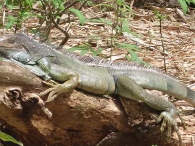Iguane