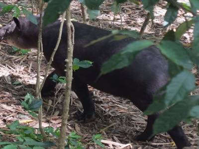 Tapir de beird