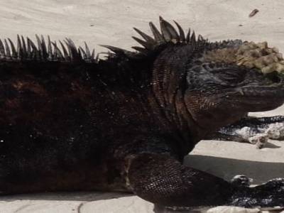 Iguane marin