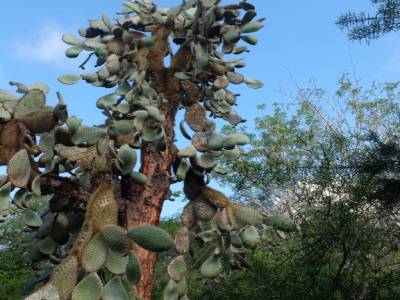 Cactus