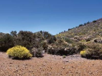 Teide