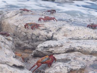 Crabes