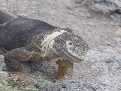 Iguane  terrestre