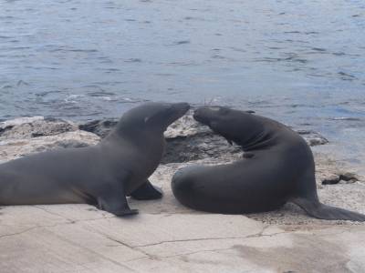 Otaries