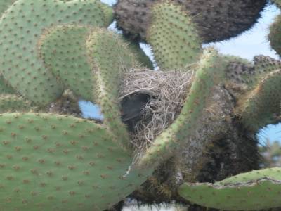 Nid dans un cactus