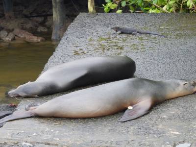 Otaries