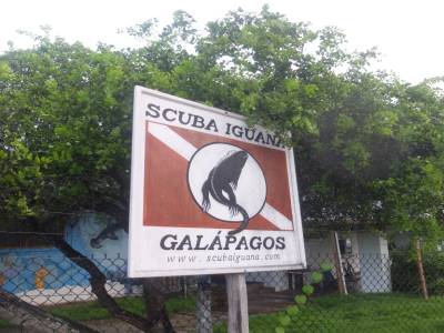 Scuba Iguana