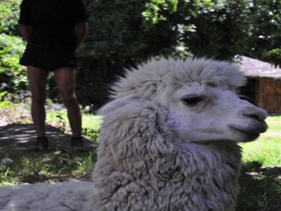 Lama dans le canyon del Colca
