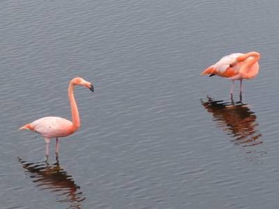 Flamant rose