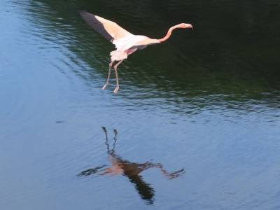 Flamant rose