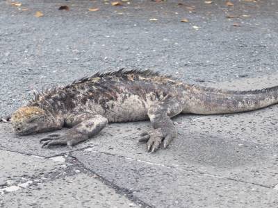 Iguane terrestre