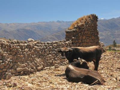 Canyon del Colca