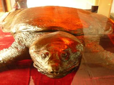 la tortue de hoan kiem