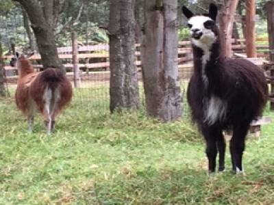 Lamas