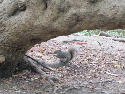 écureuil au golden gate park