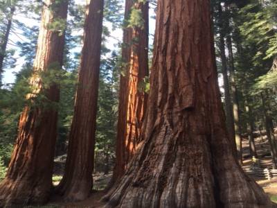 Mariposa Grove