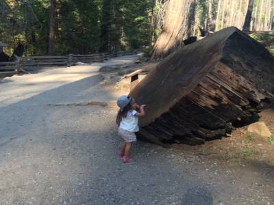 Mariposa Grove