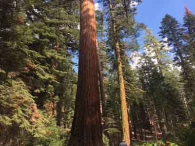 Mariposa Grove