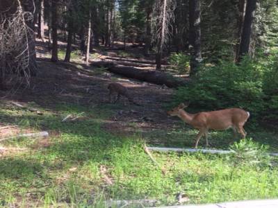 Mariposa Grove