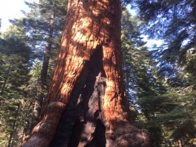 Mariposa Grove